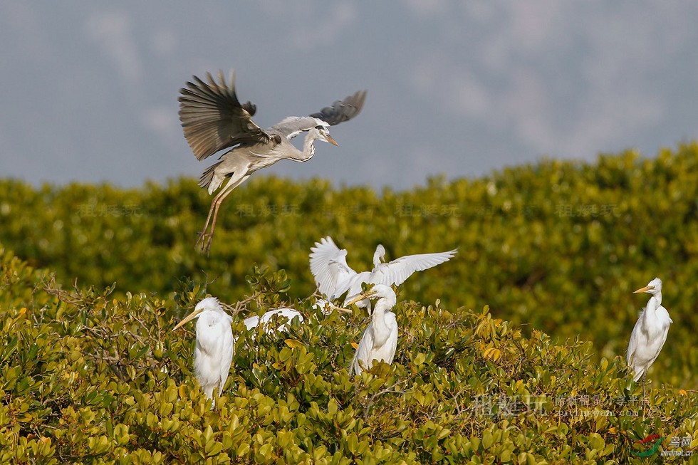 廈門五緣灣帆船港游艇租賃 廈門五緣灣帆船港游艇租賃